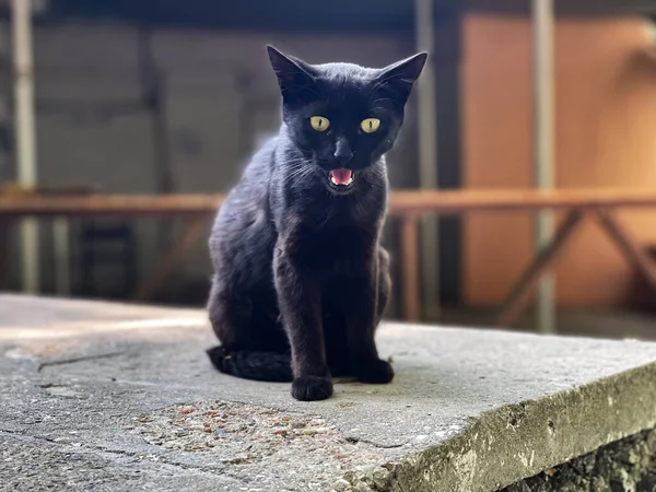 Evsiz kedi sokakta kameraya bakar ve tıslar.