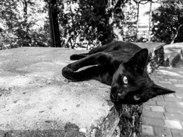 Pouliční Kočka Leží Ulici — Stock fotografie