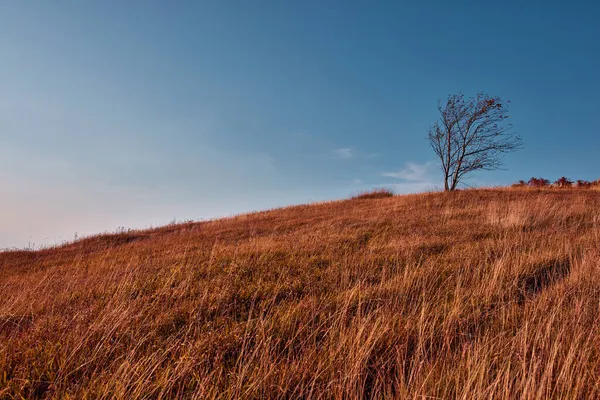 Sonbahar renklerinde kırsal tepe manzarası.