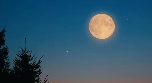 Tree Silhouette Evening Sky Full Harvest Hunters Big Moon Star — Fotografia de Stock