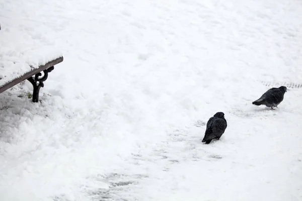 Twee Duiven Een Koude Besneeuwde Dag — Stockfoto