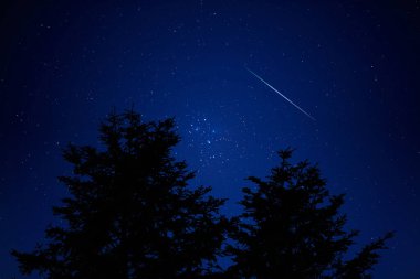 Ağaç siluetleri, Samanyolu ve gece gökyüzünde kayan yıldızlar..