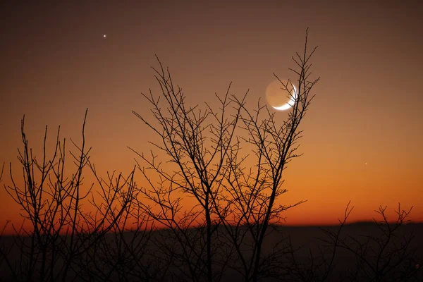 Σκιαγραφίες Δέντρων Αστέρια Και Φεγγάρι Έναν Ζωντανό Ουρανό — Φωτογραφία Αρχείου