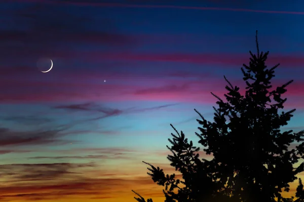 在明媚的天空中 树木的轮廓 星星和月亮 — 图库照片