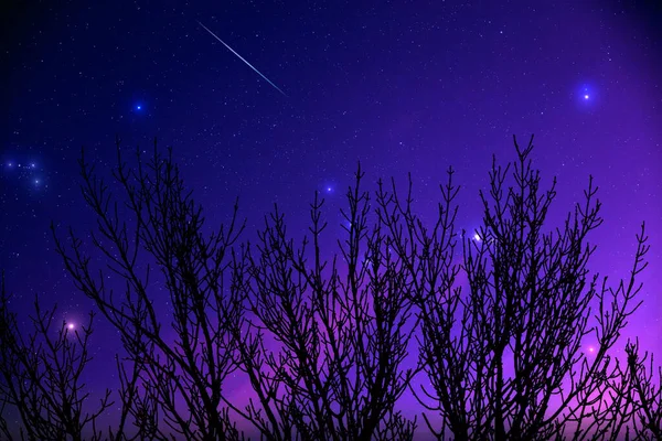 Sílhuetas Árvore Caminho Leitoso Estrelas Cadentes Céu Noturno Vívido — Fotografia de Stock