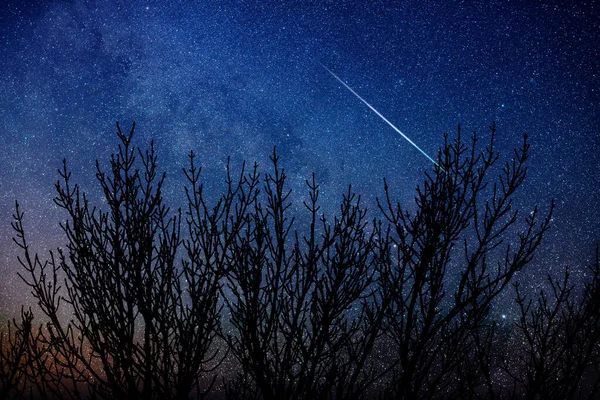 Baumsilhouetten Milchstraße Und Sternschnuppen Lebendigen Nachthimmel — Stockfoto