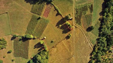 Sonbahar renklerinde kırsal tepe manzarası.