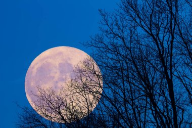Ağaç siluetleri ve akşam gökyüzü ile dolunay..