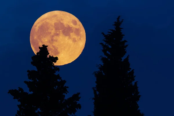 Silhouettes Arbres Pleine Lune Avec Ciel Nocturne — Photo