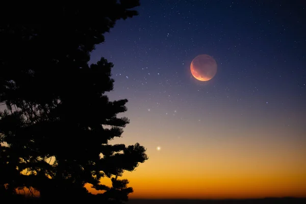 Luna Creciente Con Estrellas Planetas Siluetas Árboles Cielo Nocturno — Foto de Stock