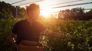 Çiftçi çiftlikte taze yaban mersini topluyor..