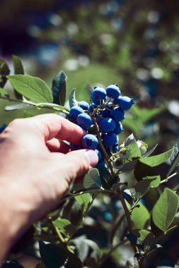 Çiftlikten taze yaban mersini topluyorum..