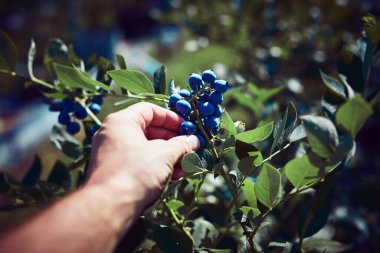 Çiftlikten taze yaban mersini topluyorum..