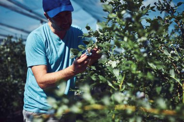 Çiftçi çiftlikte taze yaban mersini topluyor..