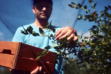 Çiftçi çiftlikte taze yaban mersini topluyor..