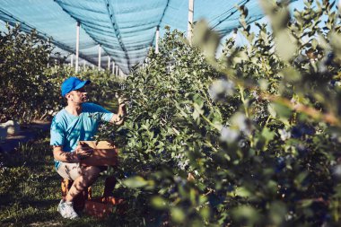 Çiftçi çiftlikte taze yaban mersini topluyor..