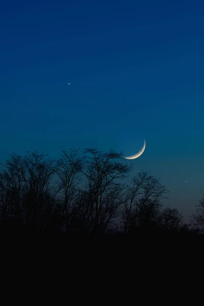 有星星 行星和夜晚天空中树木轮廓的新月 — 图库照片