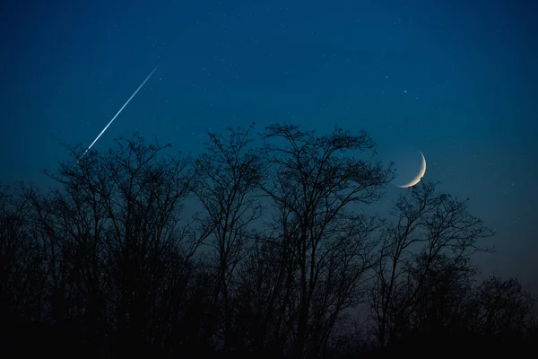 Crescent Moon with stars, planets and tree silhouettes on evening sky.