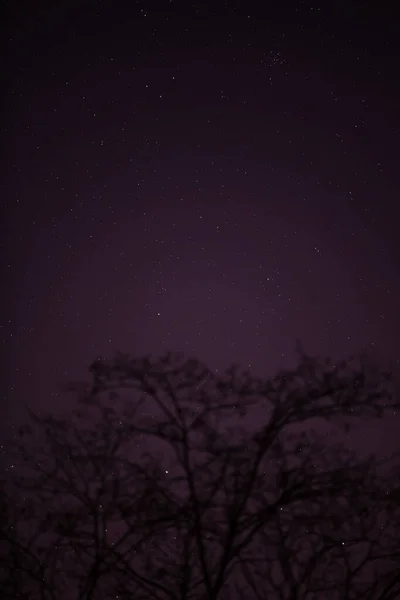 Sílhuetas Árvore Estrelas Maneira Leitosa Céus Vívidos — Fotografia de Stock