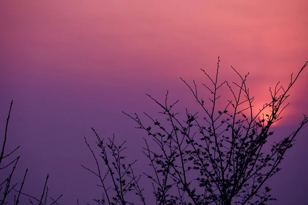 紫の夕日と木のシルエット — ストック写真