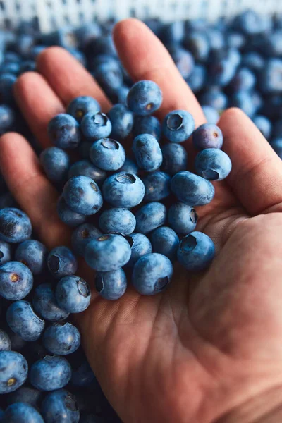 Freshly harvested blueberries in a fruit crate with men\'s hand inspecting the quality.