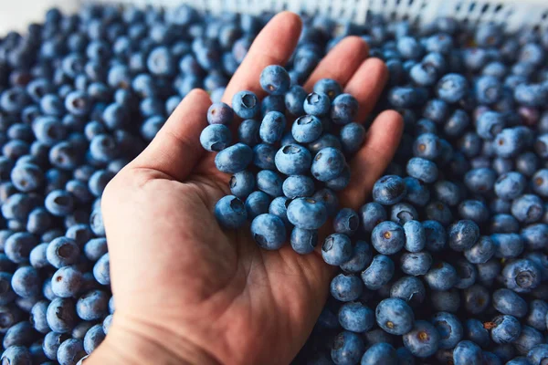 Freshly harvested blueberries in a fruit crate with men\'s hand inspecting the quality.