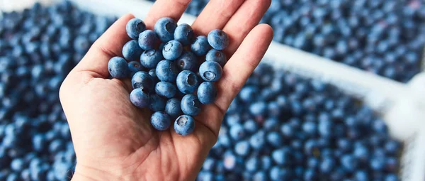品質を調べる男性の手で果物の箱の中に新鮮なブルーベリーを収穫 — ストック写真