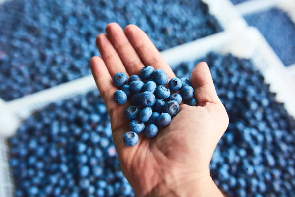 Freshly harvested blueberries in a fruit crate with men\'s hand inspecting the quality.