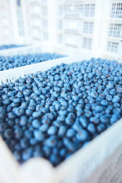 Freshly harvested blueberries in a fruit crate.