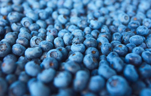 Freshly harvested blueberries in a fruit crate.