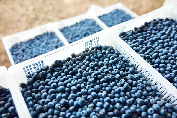 Freshly harvested blueberries in a fruit crate.