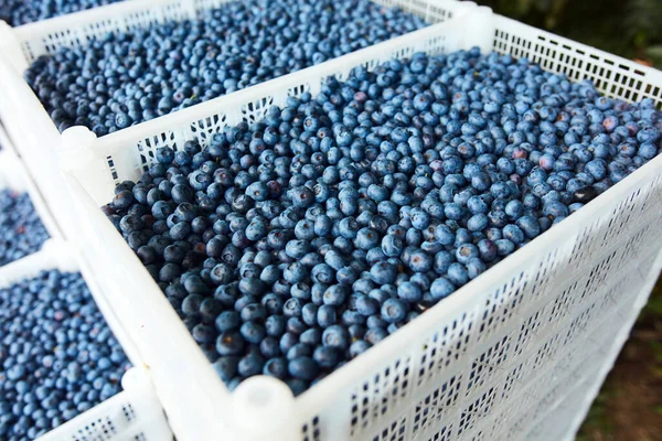 Freshly harvested blueberries in a fruit crate.