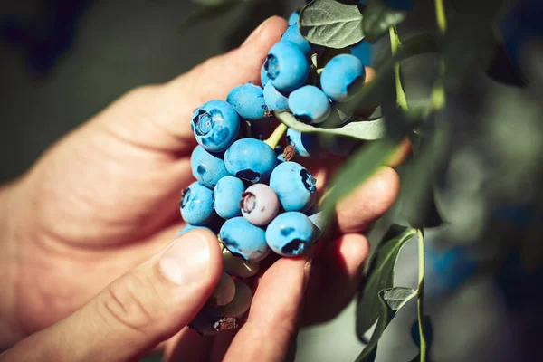 Sběr Čerstvých Borůvek Farmě — Stock fotografie