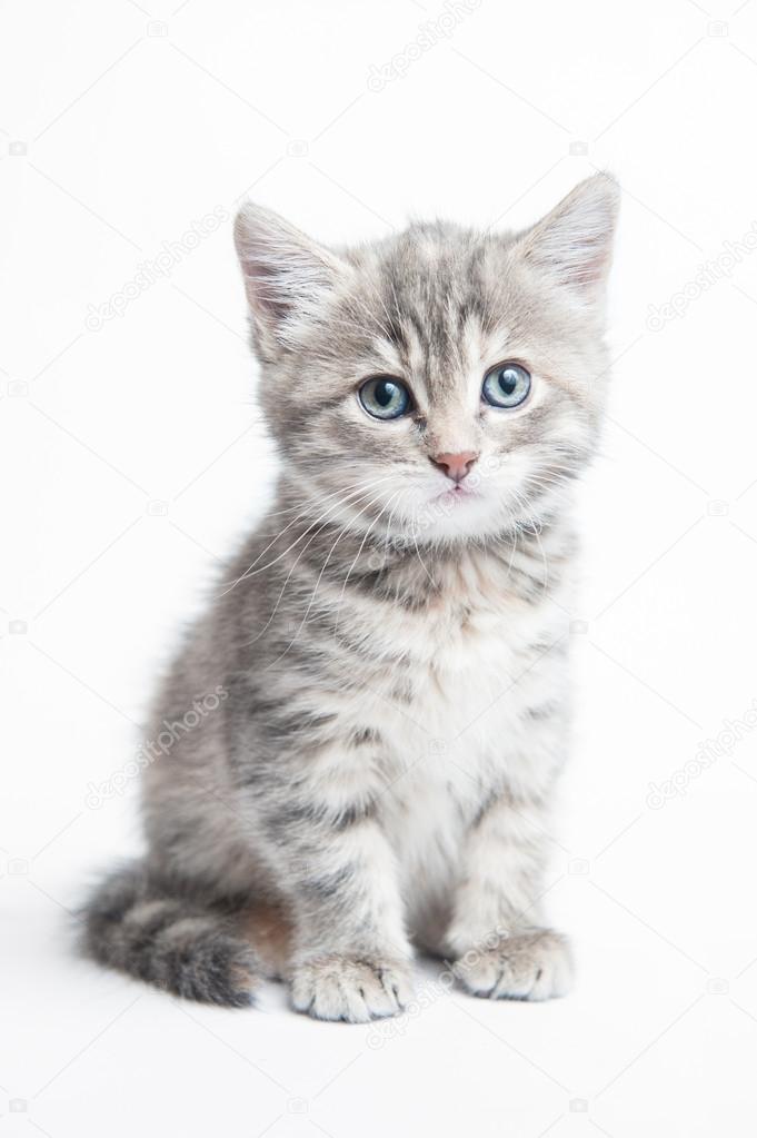 Grey striped kitten