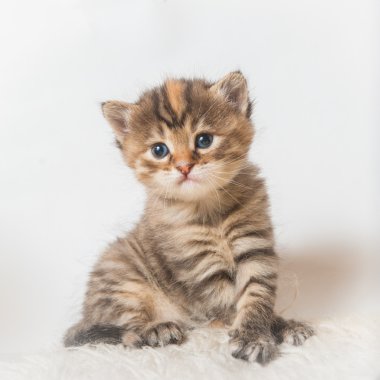 Beyaz bir arka planda küçük çizgili kedicik