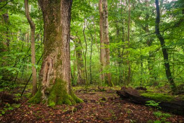 güçlü bitki örtüsü ile orman