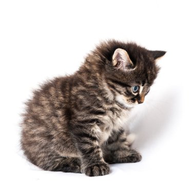 Beyaz arka planda küçük bir kedi yavrusu