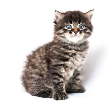 Beyaz arka planda küçük bir kedi yavrusu