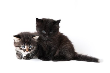Beyaz arka planda küçük bir kedi yavrusu