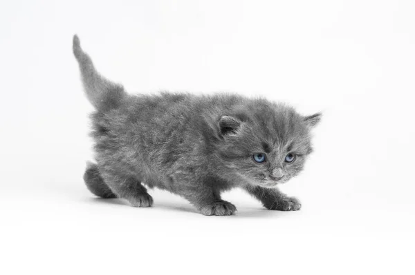 회색 고양이 사냥 — 스톡 사진