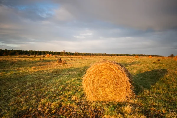 Hay stacks in autumn — Stock Photo, Image