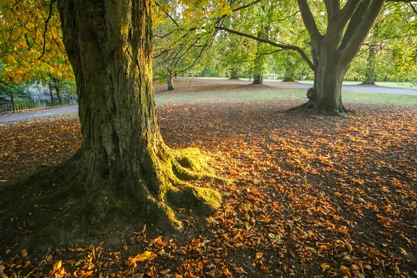 Деревья и опавшие листья — стоковое фото
