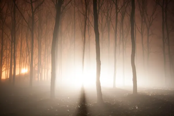 Light beams in the forest — Stock Photo, Image