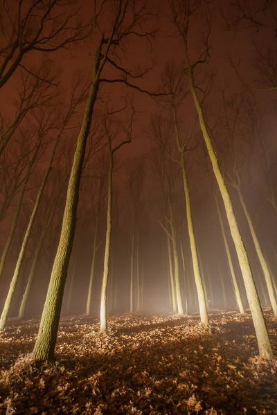 Forêt du soir — Photo