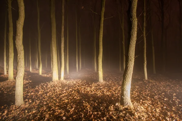 Kvällen skog — Stockfoto