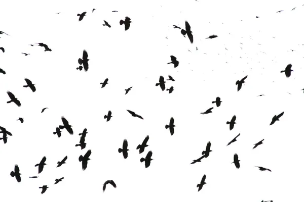 Kråkor — Stockfoto