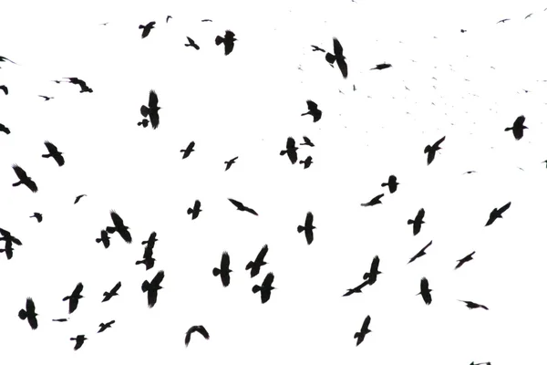 Crows — Stock Photo, Image