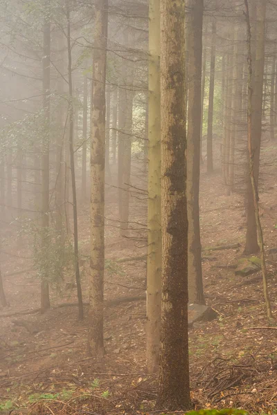 Foggy foresta autunnale — Foto Stock