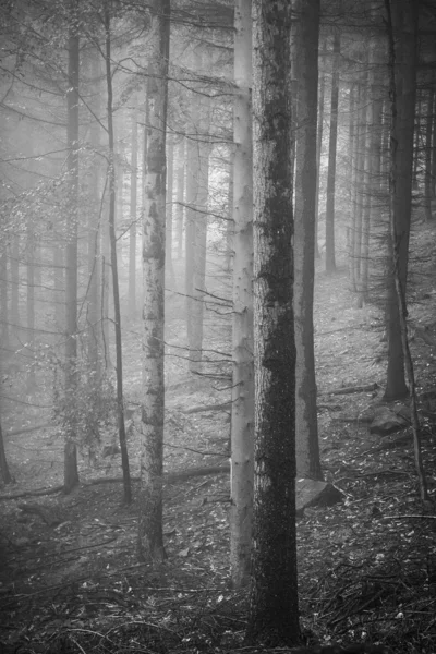 Foggy autumn forest — Stock Photo, Image