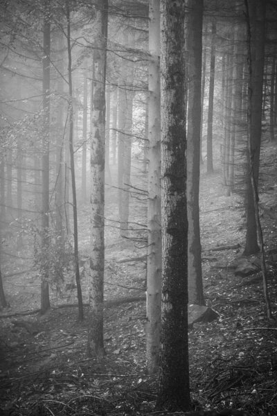 Туманный осенний лес
